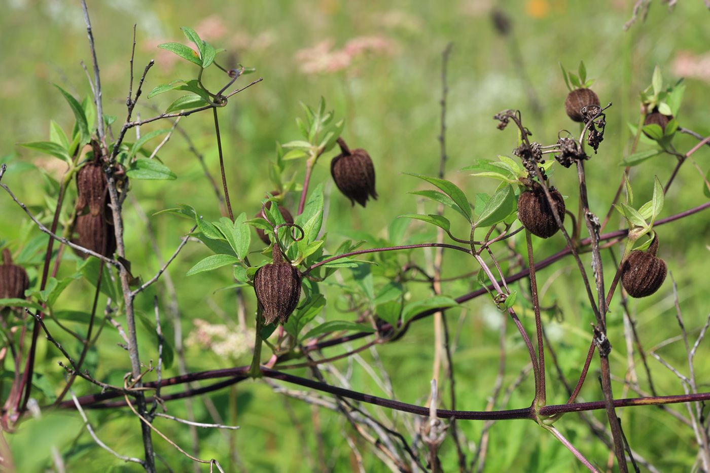 Image of Clematis fusca specimen.