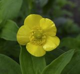 Ranunculus illyricus