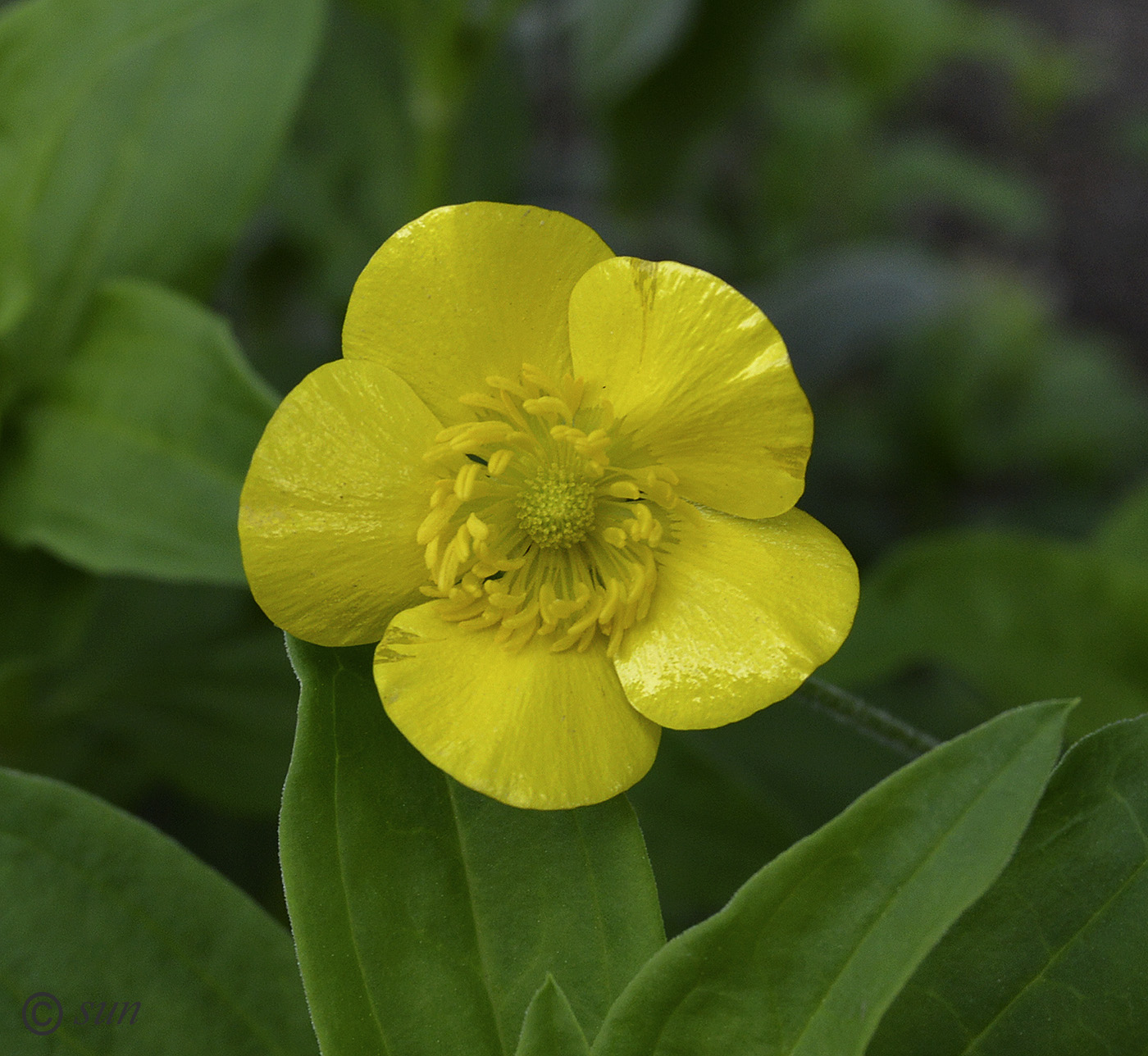 Изображение особи Ranunculus illyricus.