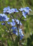 Myosotis imitata