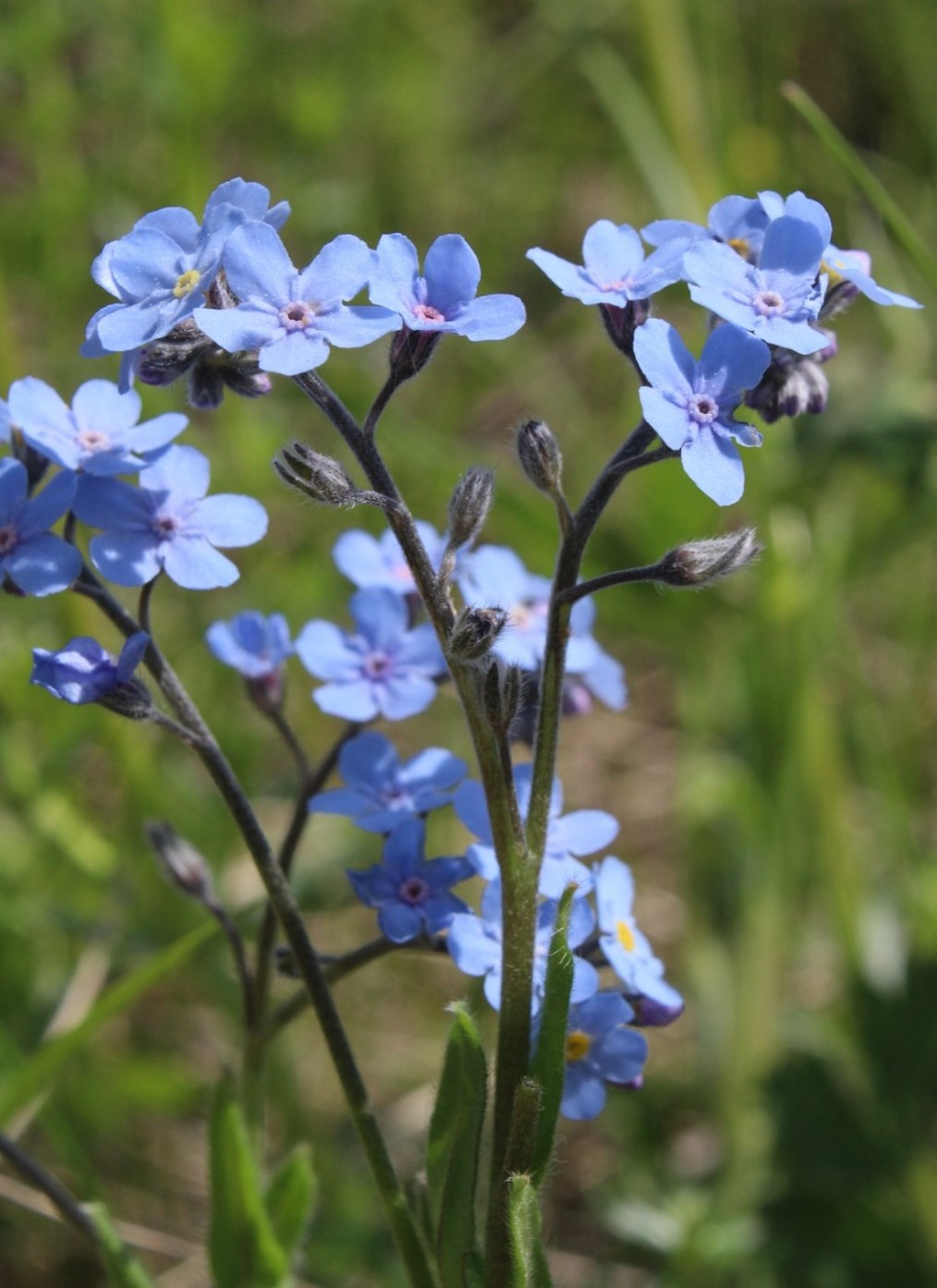 Image of Myosotis imitata specimen.