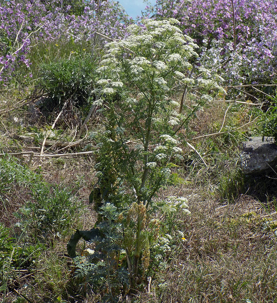 Изображение особи Conium maculatum.