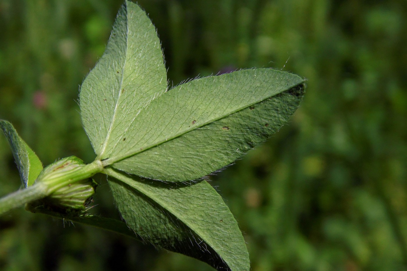 Image of Trifolium pratense specimen.