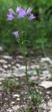 Campanula komarovii