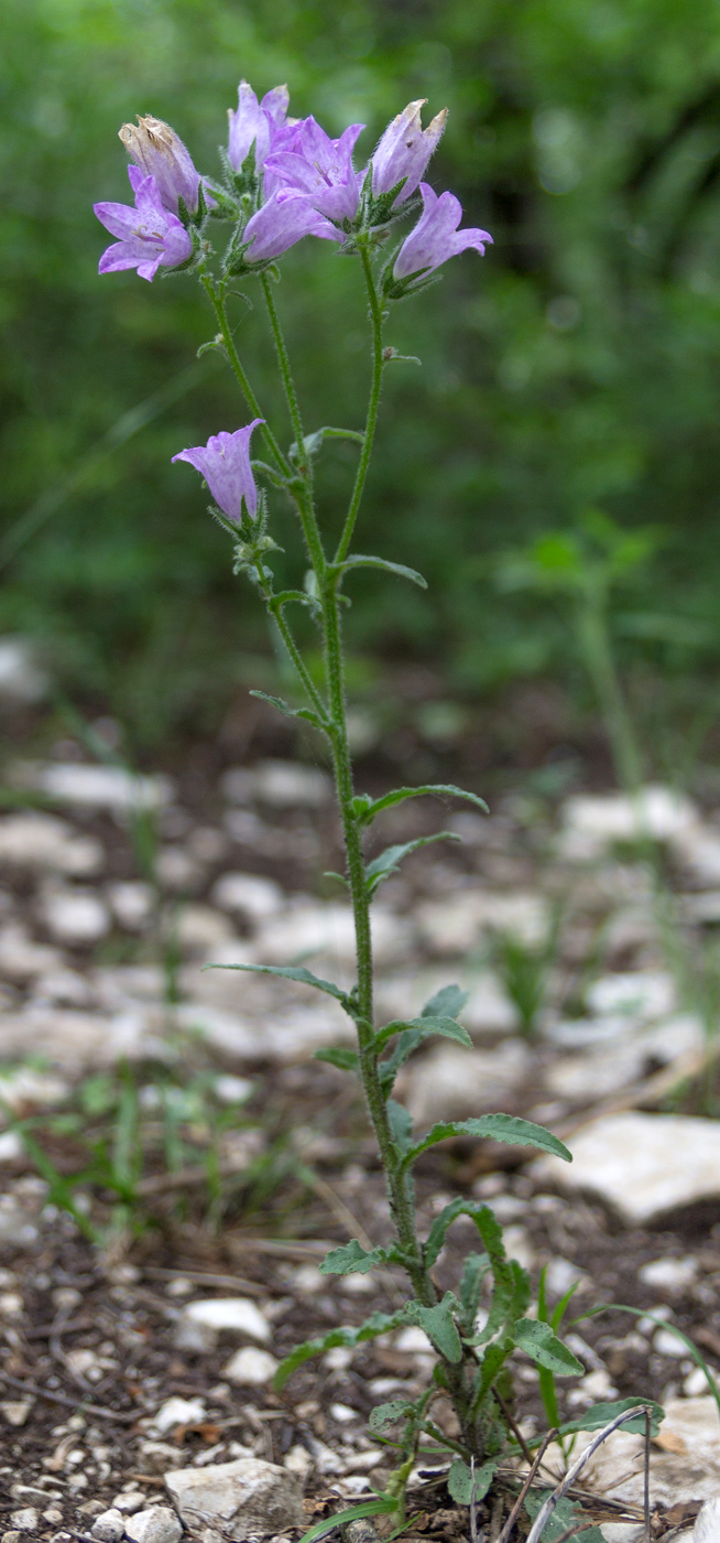 Изображение особи Campanula komarovii.