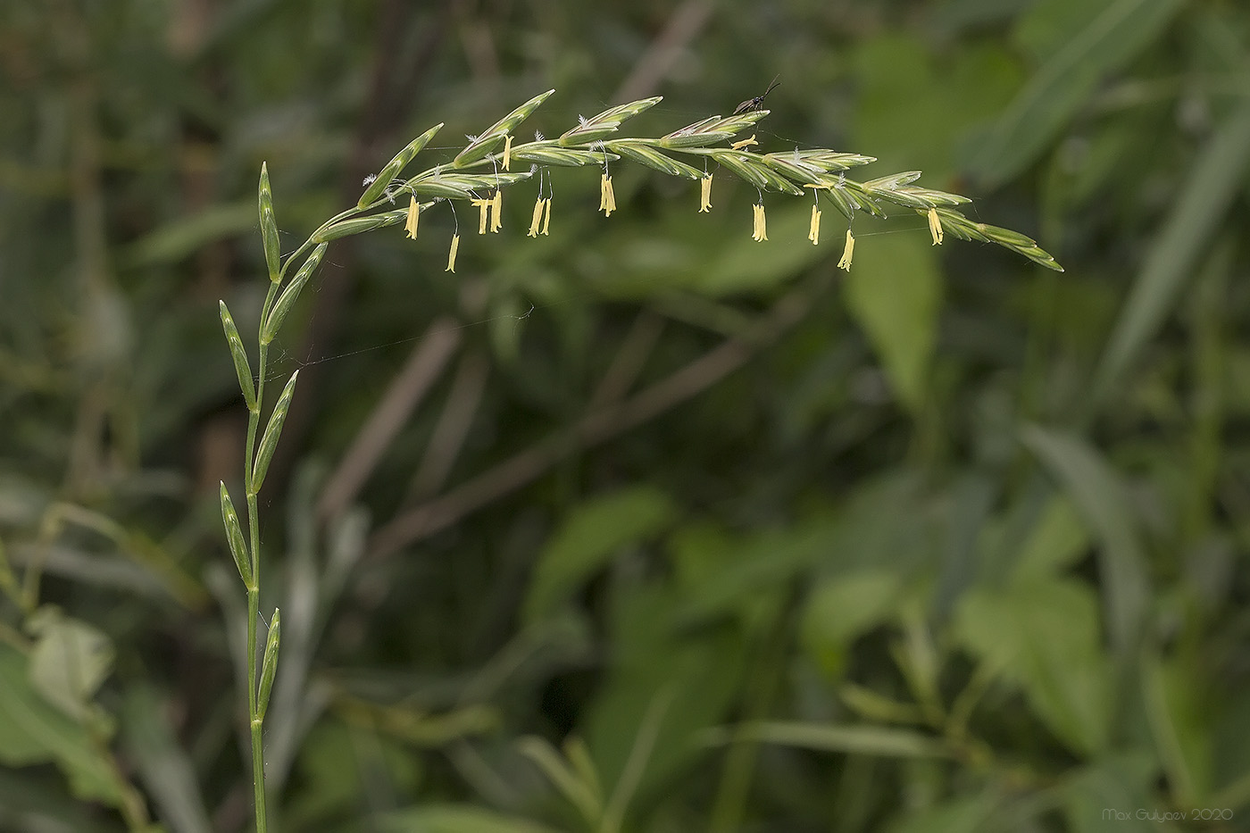 Изображение особи Elytrigia elongatiformis.