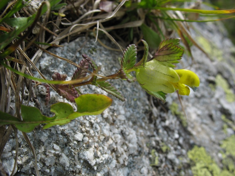 Изображение особи Rhinanthus schischkinii.