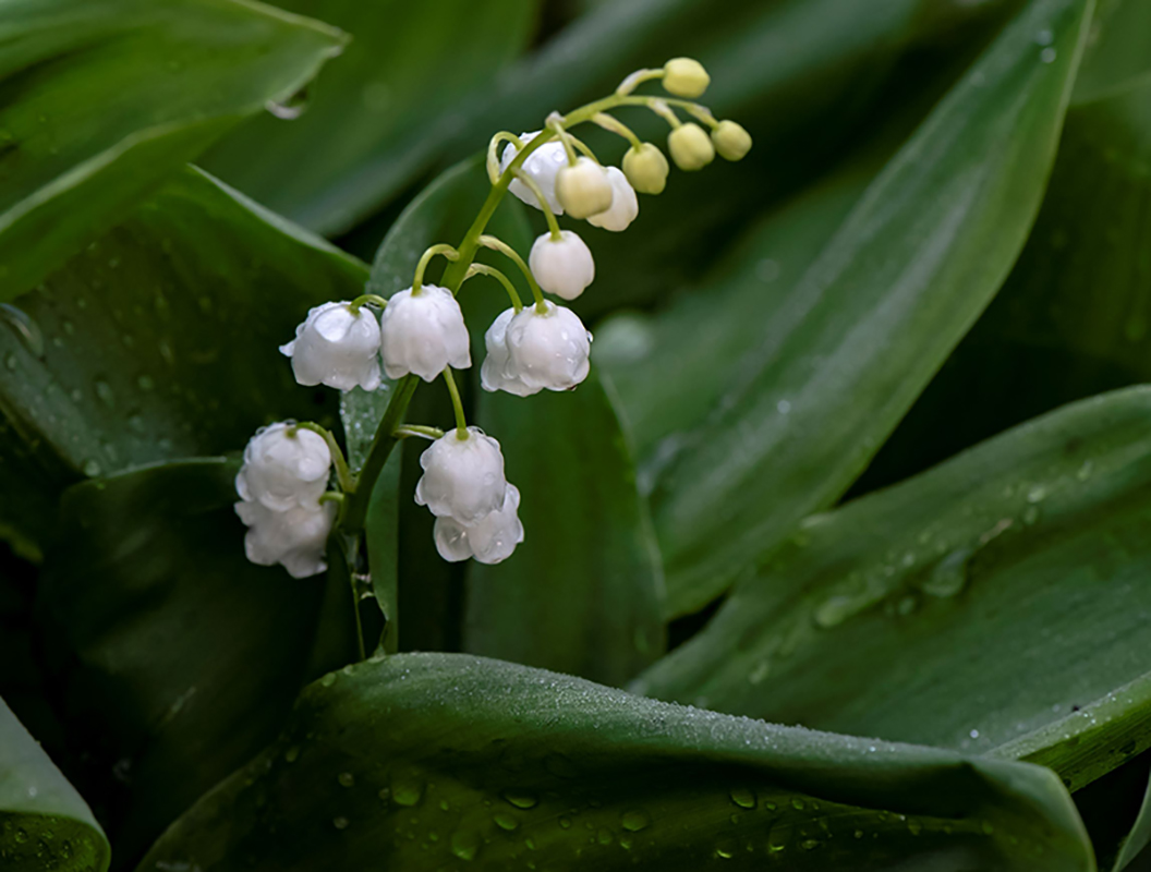 Изображение особи Convallaria majalis.