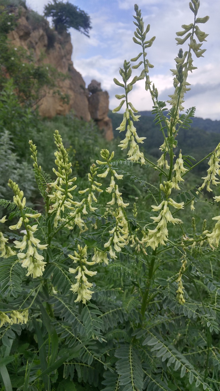 Изображение особи Astragalus galegiformis.