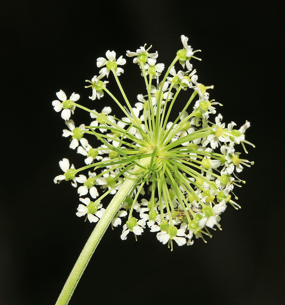 Image of Coelopleurum saxatile specimen.