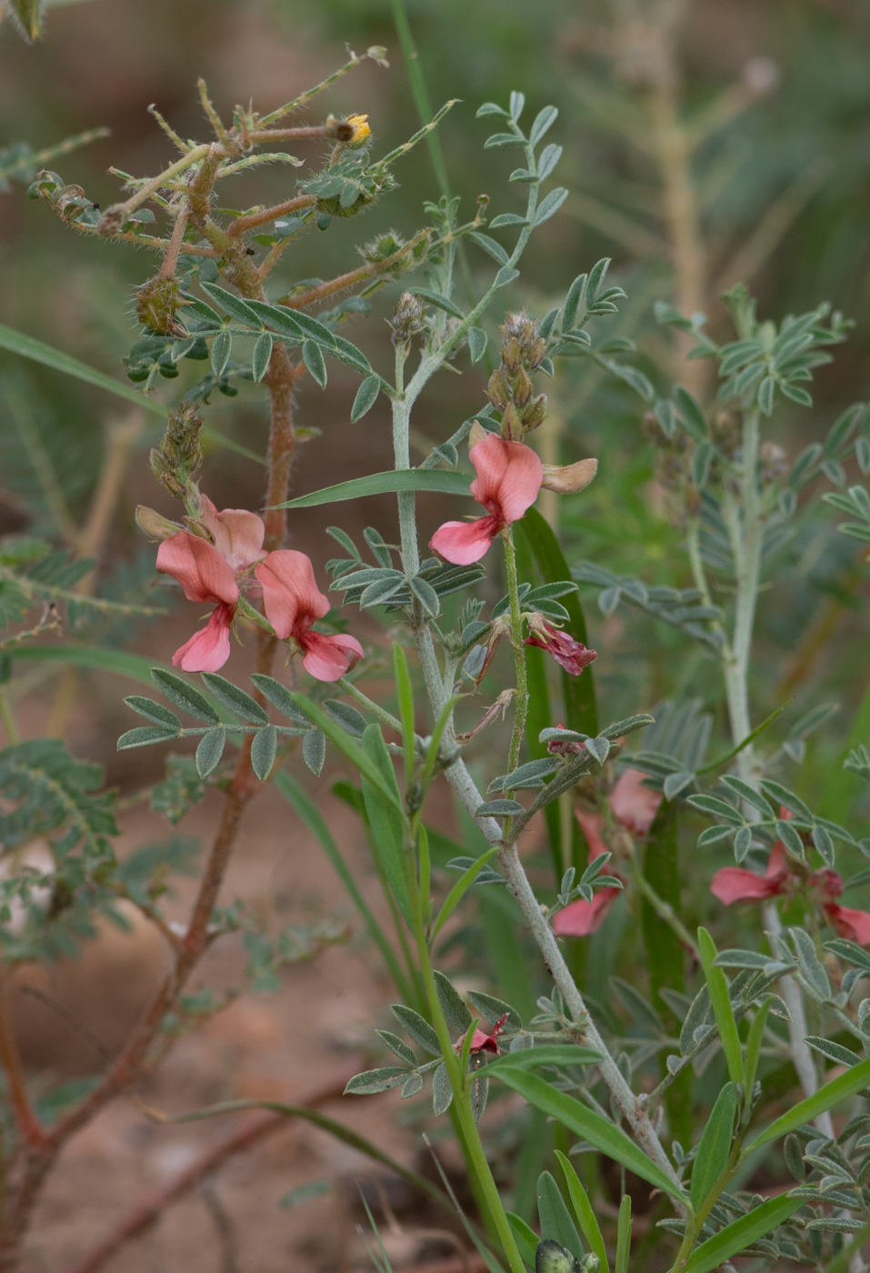 Изображение особи Indigofera heterotricha.