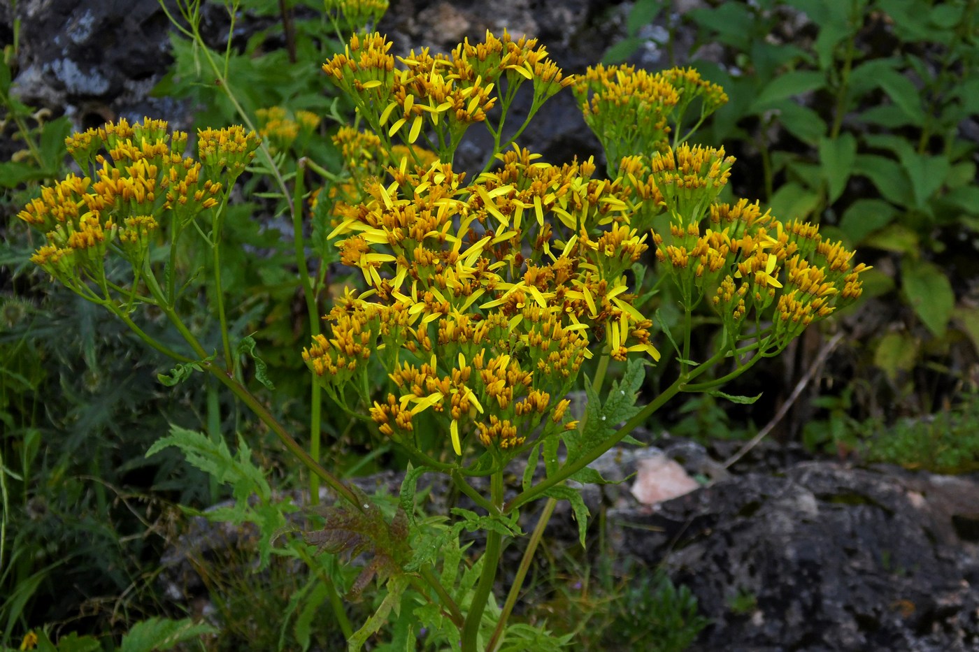 Изображение особи Senecio othonnae.