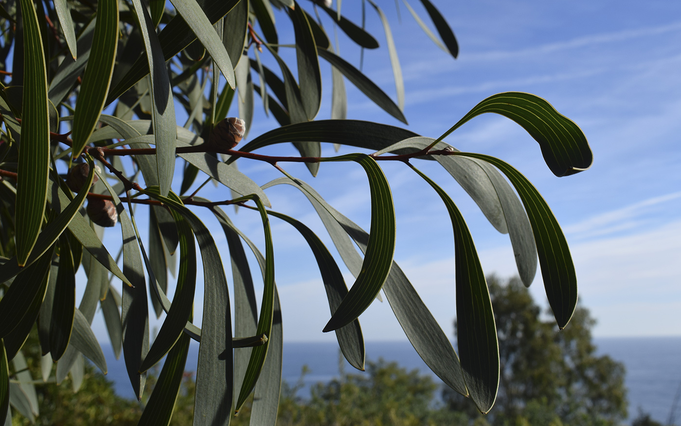 Image of Hakea laurina specimen.