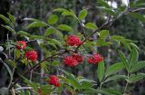 Sambucus racemosa. Верхушка ветви с соплодиями. Смоленская обл., Демидовский р-н, национальный парк \"Смоленское Поозерье\", побережье оз. Чистик, опушка смешанного леса. 15.08.2020.