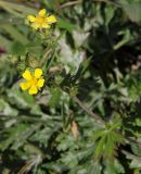 Potentilla argentea