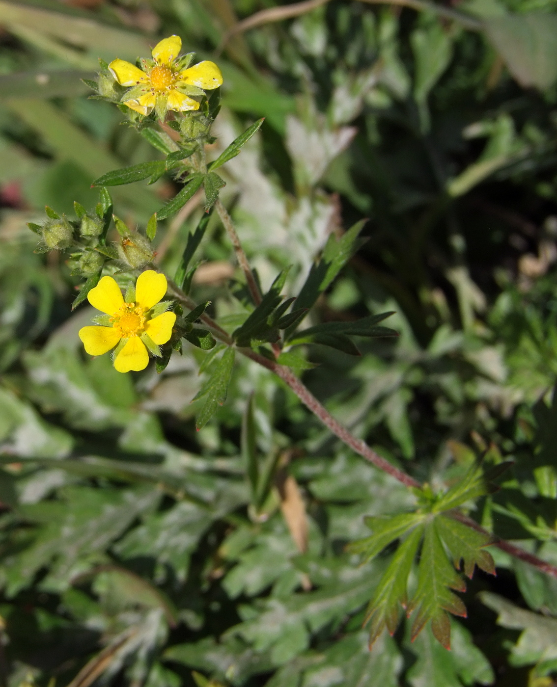 Изображение особи Potentilla argentea.