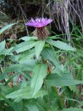 Centaurea подвид gheorghieffii