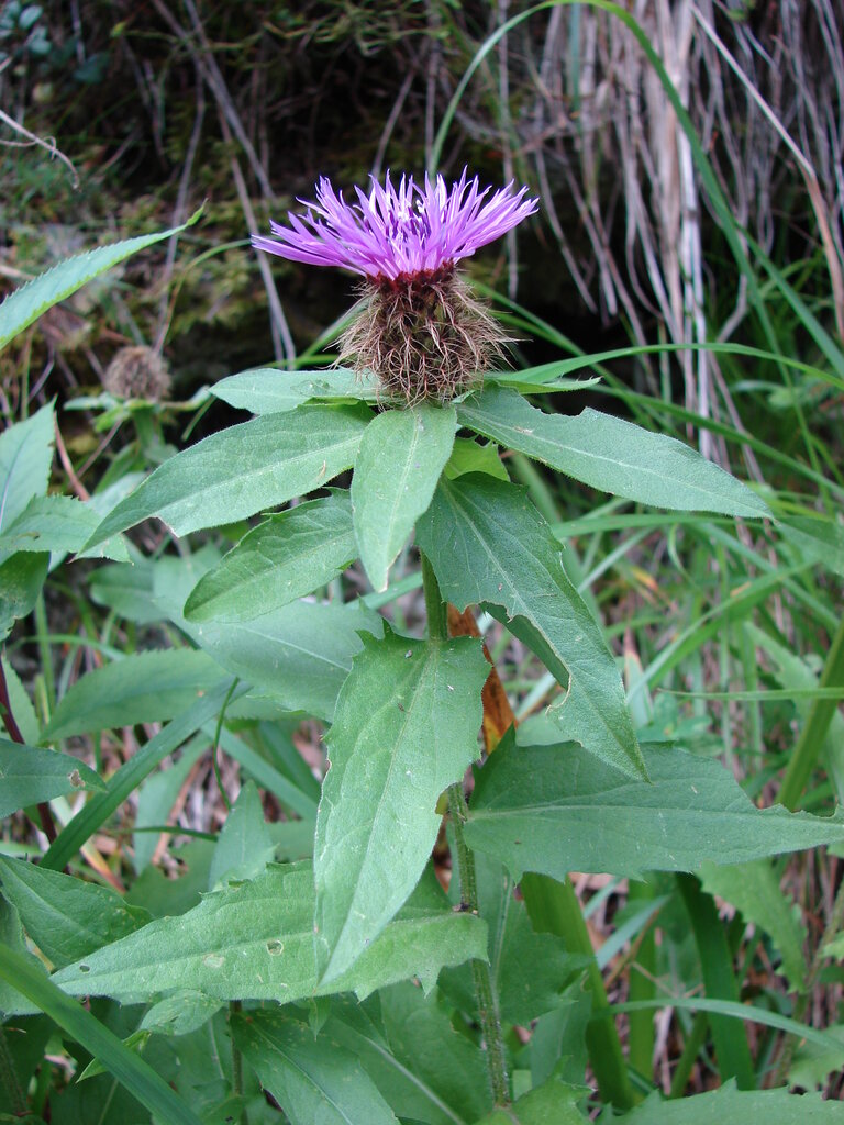 Image of Centaurea kerneriana ssp. gheorghieffii specimen.