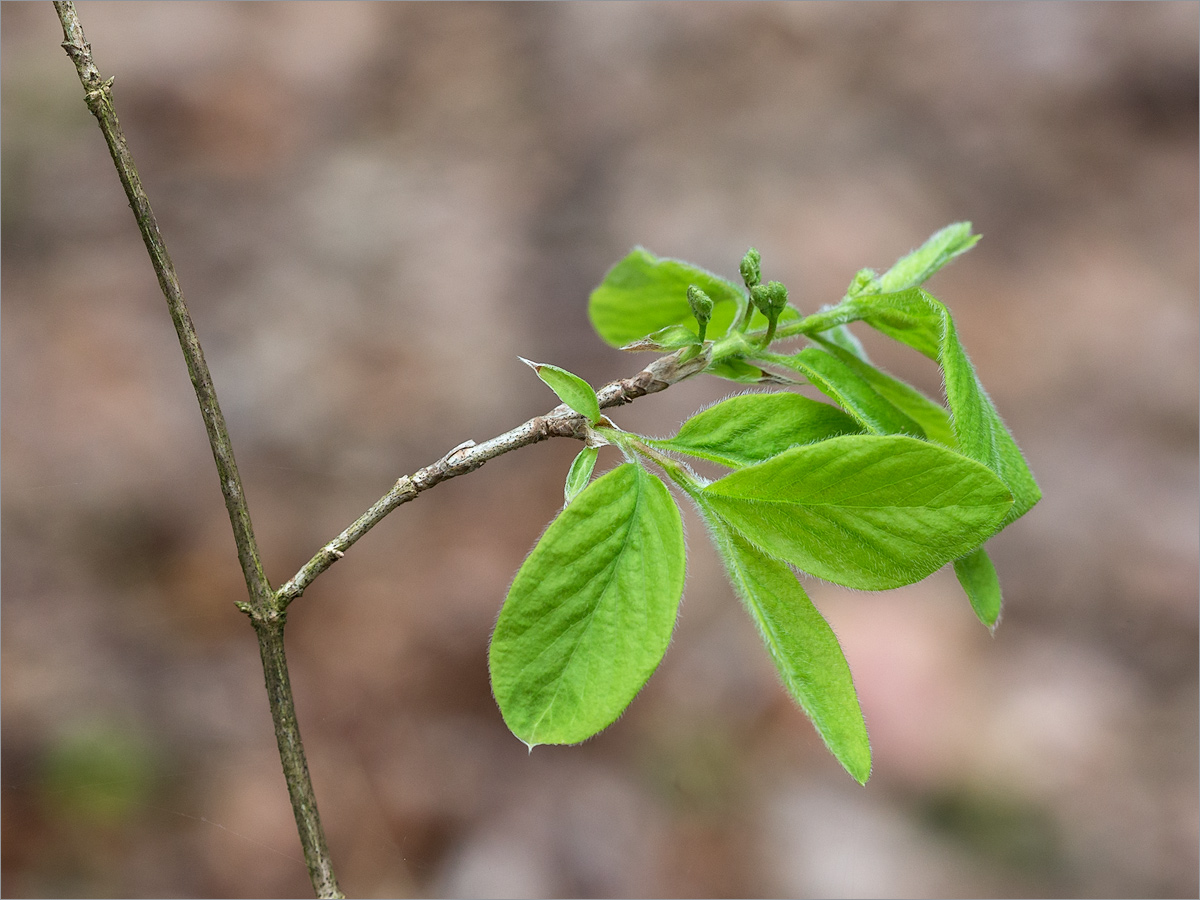 Изображение особи Lonicera xylosteum.