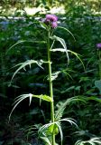 Cirsium heterophyllum. Верхушка цветущего растения. Московская обл., гор. округ Мытищи, окр. дер. Сорокино, опушка смешанного леса. 29.06.2020.