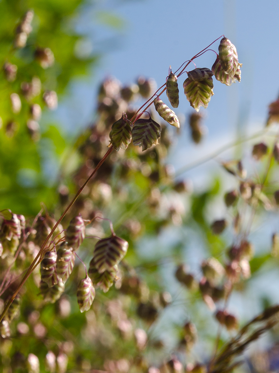 Image of Briza media specimen.