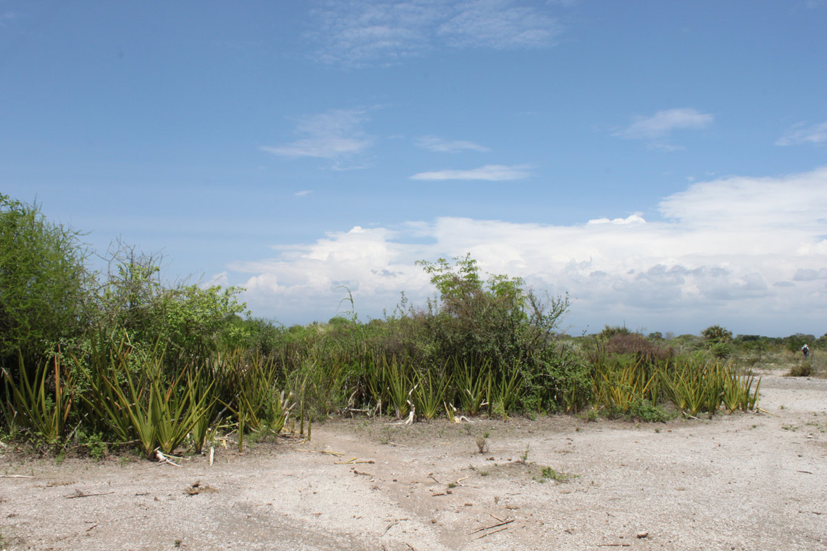 Image of Sansevieria ehrenbergii specimen.