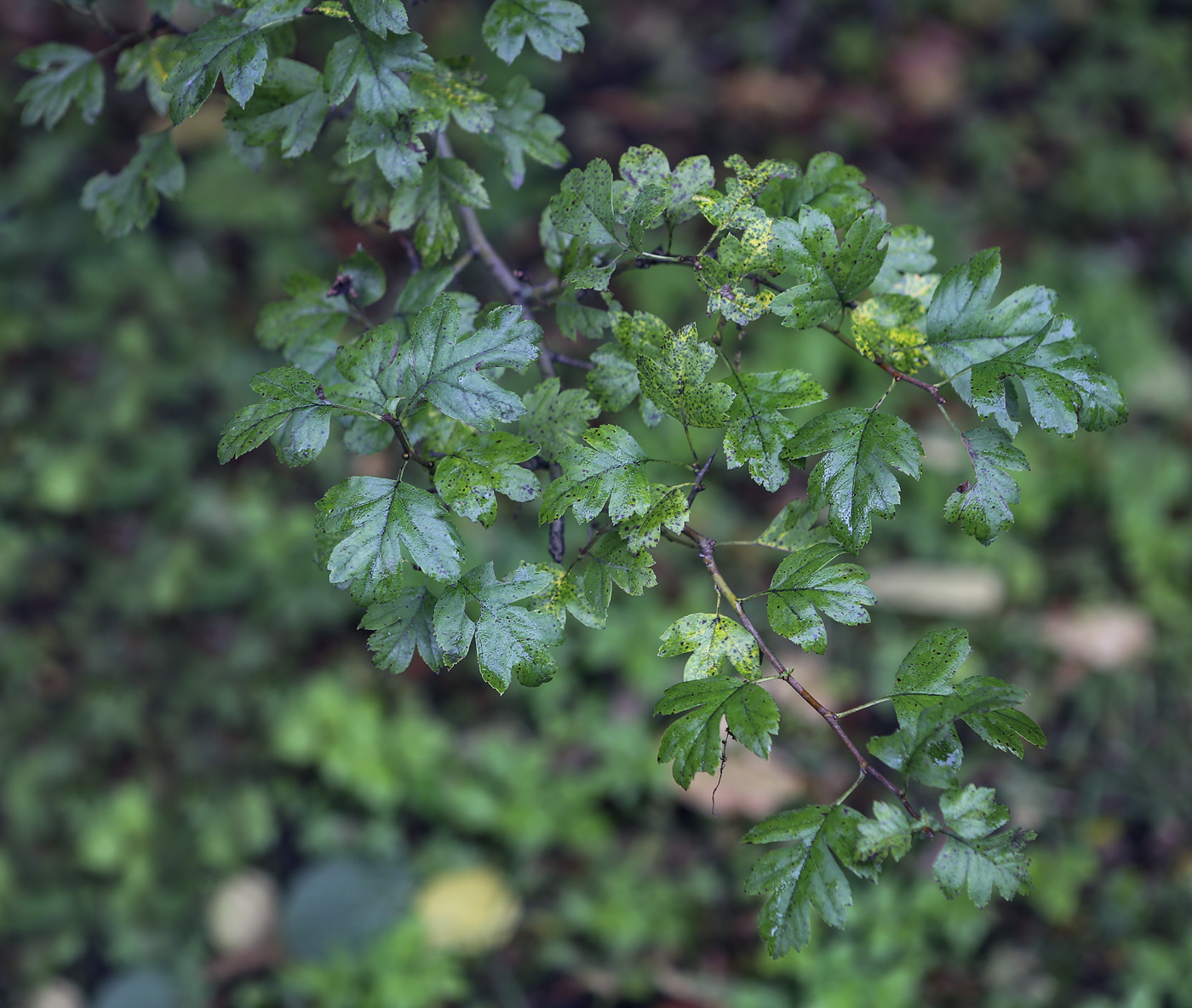 Изображение особи Crataegus &times; media.