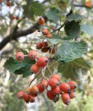 Sorbus intermedia. Ветвь с плодами. Север Краснодарского края, Кущёвский р-н, хут. Гослесопитомник, аллея. 29.09.2010.