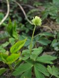 Adoxa moschatellina. Цветущее растение (на переднем плане лист Anemone nemorosa). Нидерланды, провинция Drenthe, национальный парк Drentsche Aa, окр. деревни Anloo, широколиственный лес. 29 апреля 2008 г.