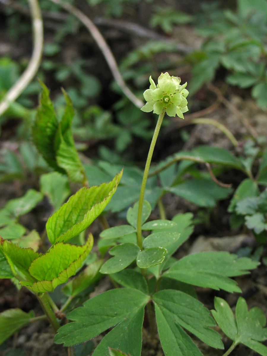 Изображение особи Adoxa moschatellina.