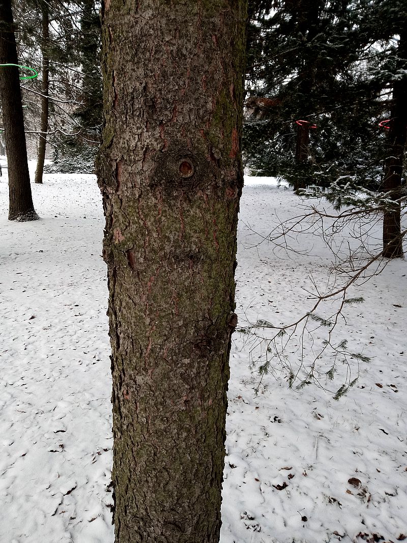 Изображение особи Picea schrenkiana.