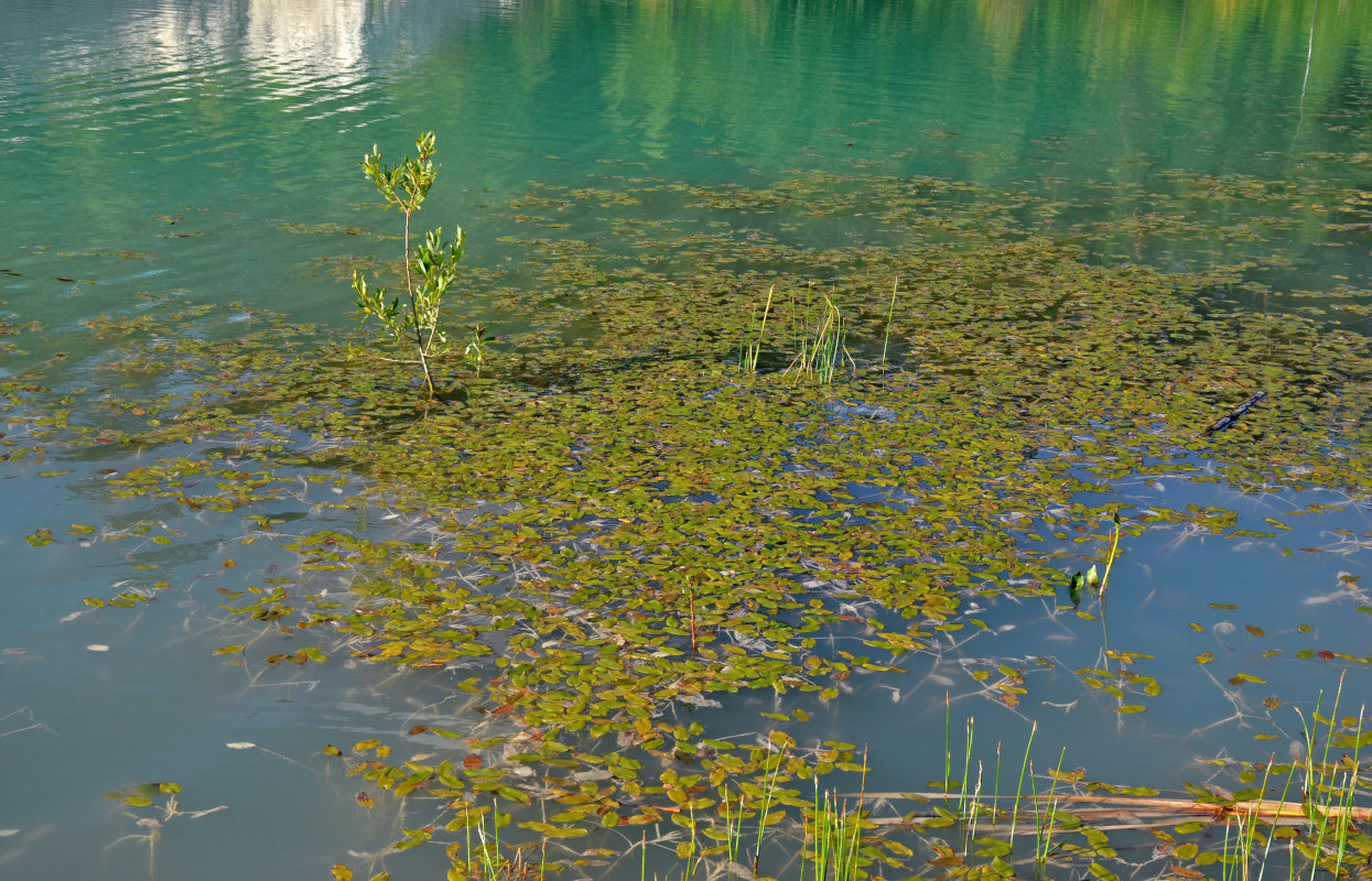 Image of Potamogeton natans specimen.