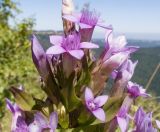 Gentianella biebersteinii. Верхушка соцветия. Адыгея, Кавказский биосферный заповедник, хр. Каменное Море, ≈ 2000 м н.у.м., на скале. 31.08.2019.