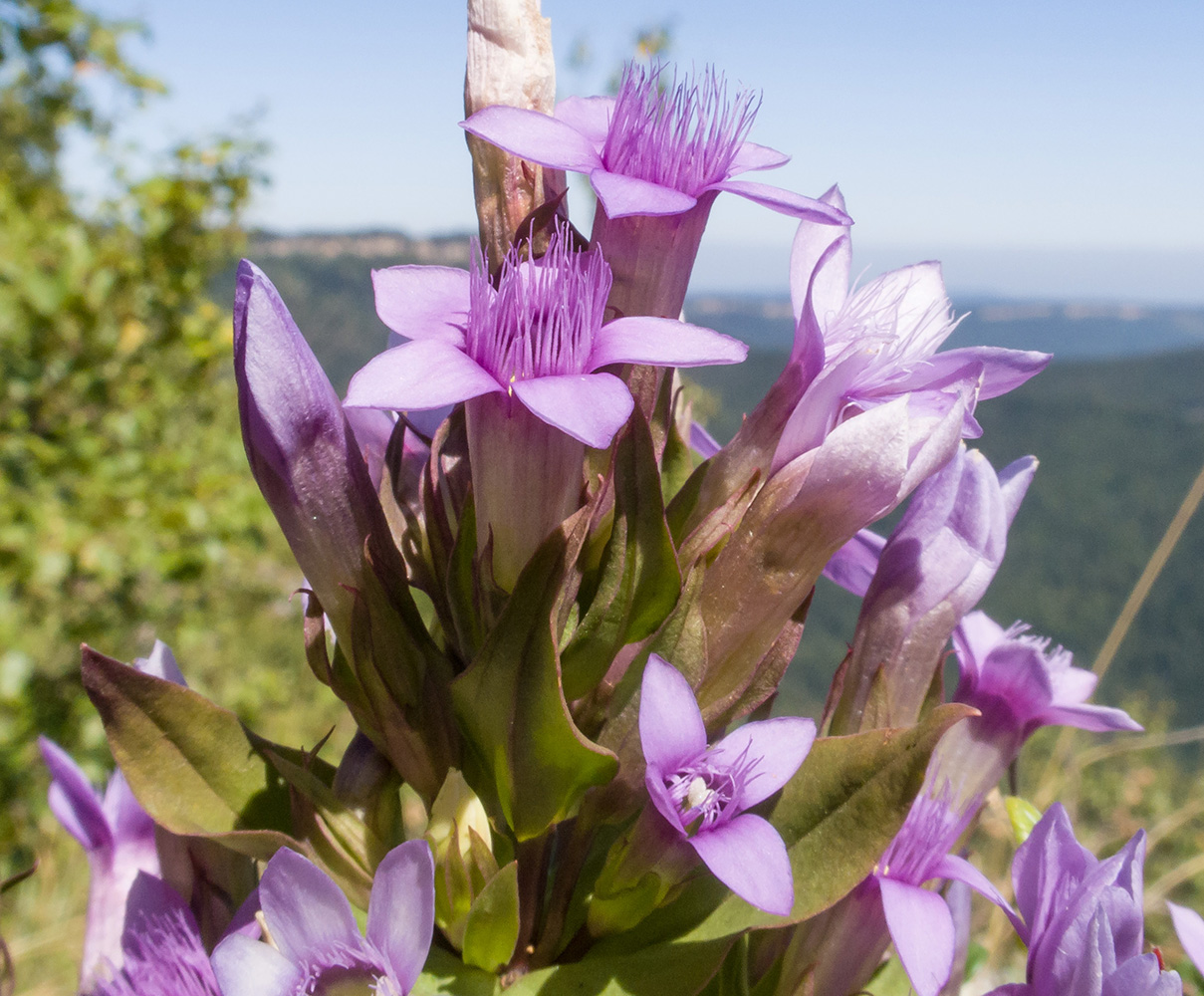 Изображение особи Gentianella biebersteinii.