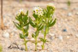 Argusia sibirica