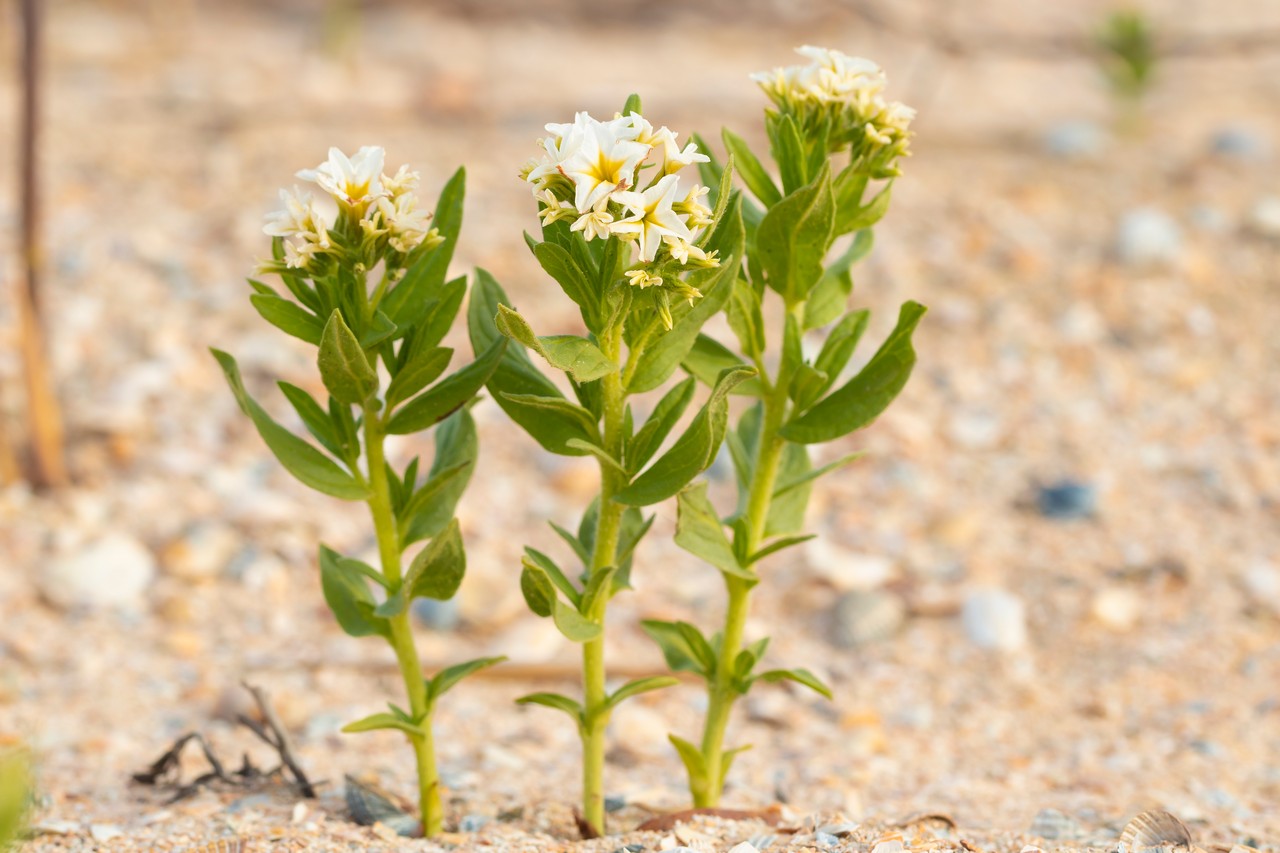 Image of Argusia sibirica specimen.