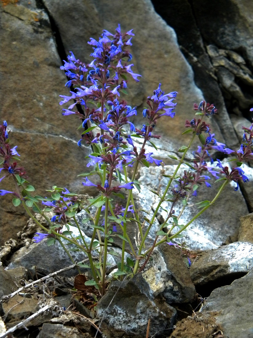 Image of Dracocephalum nutans specimen.