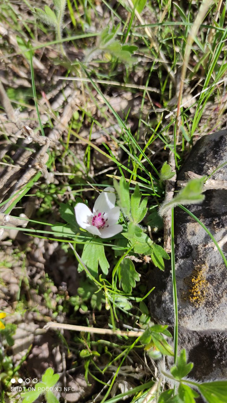 Изображение особи Anemone tschernaewii.