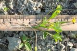 Ranunculus trachycarpus. Извлечённое из субстрата цветущее растение с корнями. Краснодарский край, Крымский р-н, окр. станицы Неберджаевская, ур. Темрючки, у небольшого постоянного озерка на дне заброшенного карьера, на обломках мергеля. 15.05.2021.