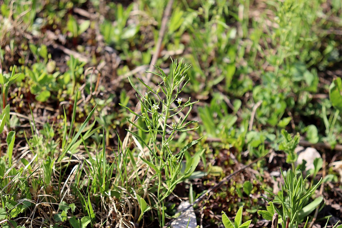 Image of Thesium ebracteatum specimen.