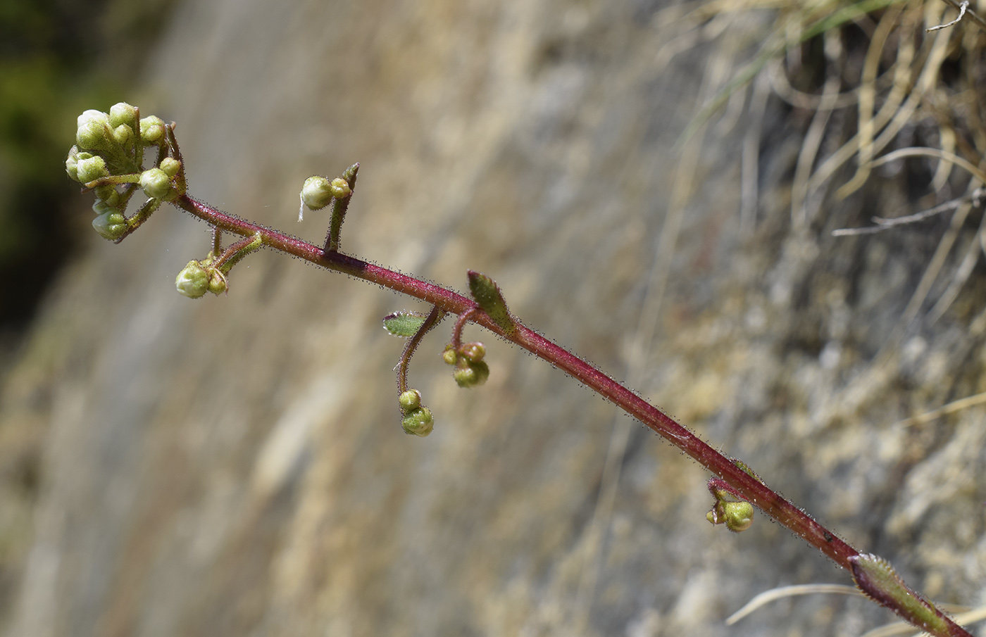 Image of Saxifraga paniculata specimen.