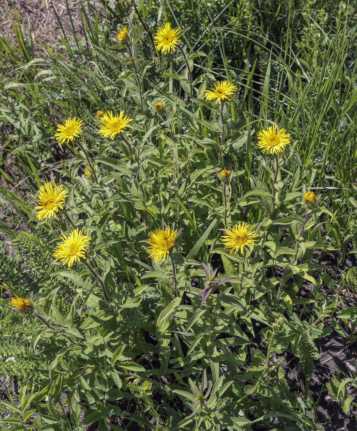 Image of Inula hirta specimen.