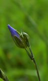 Linum nervosum