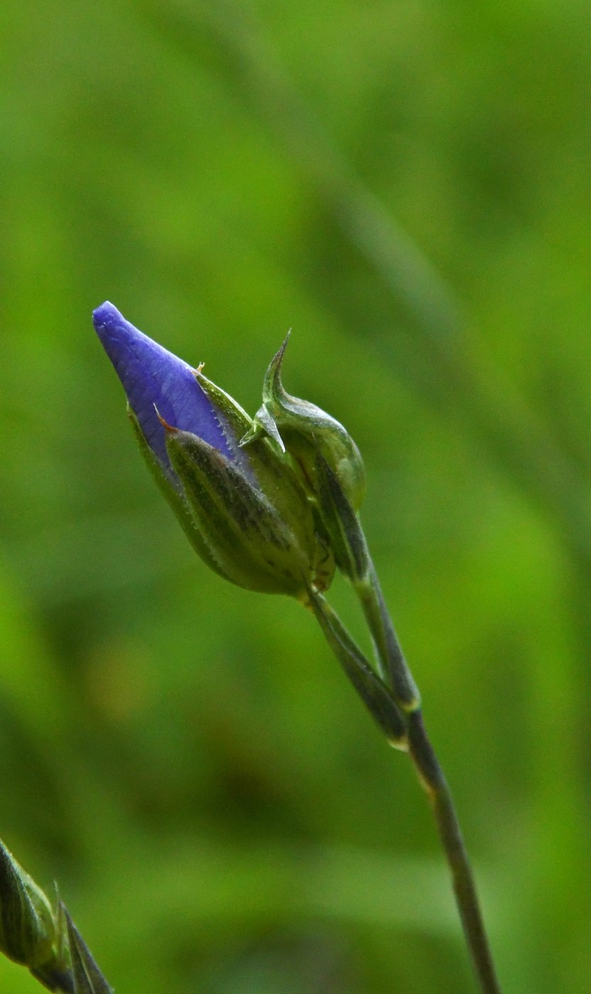 Изображение особи Linum nervosum.