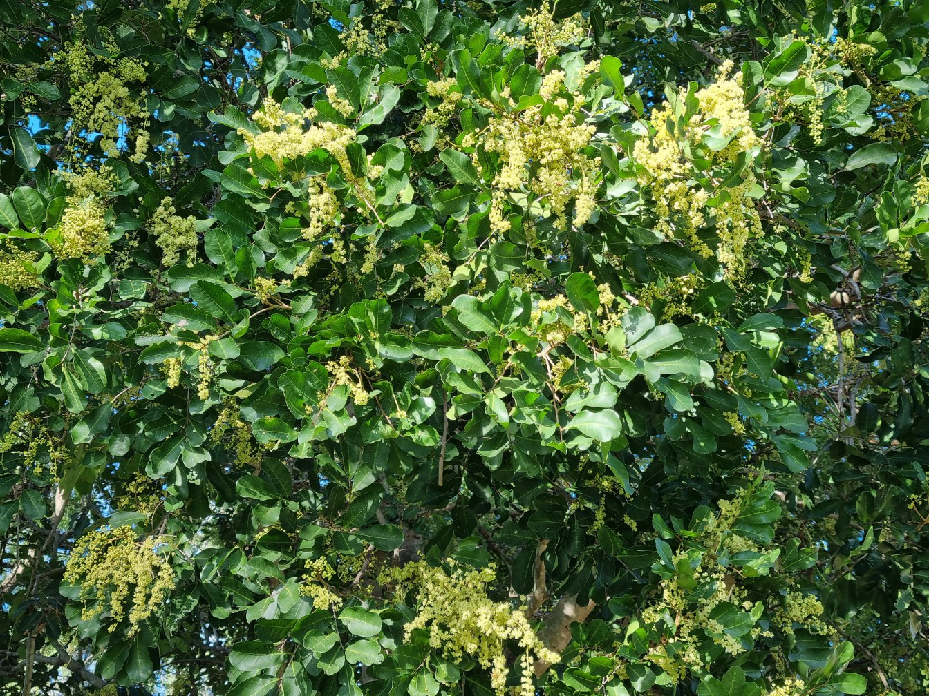 Image of Harpullia pendula specimen.