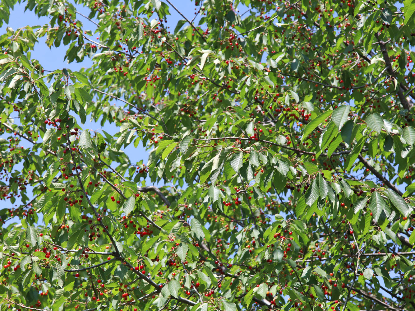 Image of Cerasus avium specimen.