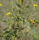 Image of taxon representative. Author is Денис Карацуба