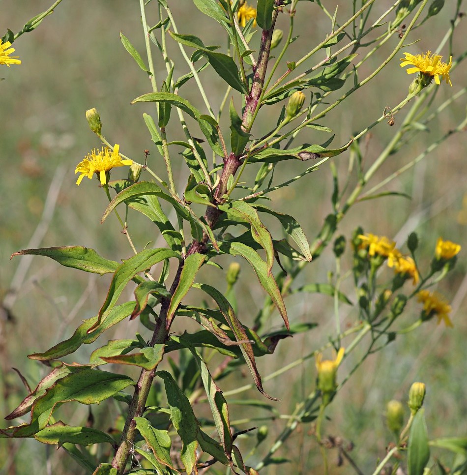 Изображение особи Hieracium umbellatum.