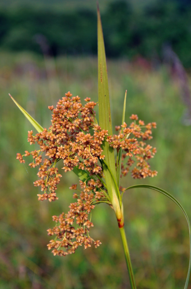 Изображение особи Scirpus asiaticus.