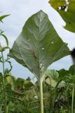 Petasites spurius